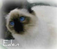 Eden de la Cat Mania