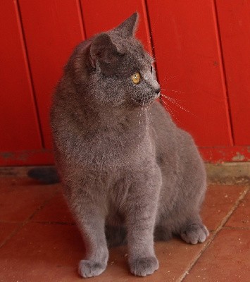 R'mione de Croque Titi