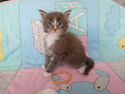 d'Hocus-Pocus - Chaton disponible  - Maine Coon