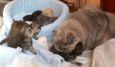 du Pairi Daeza - ONZE ADORABLES PETITS PERSANS A DECOUVRIR !!!