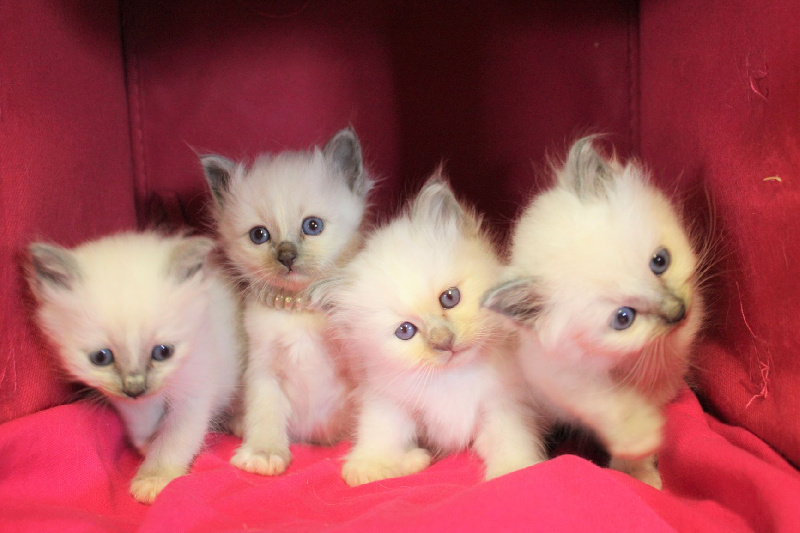 chaton Sacré de Birmanie du Normont