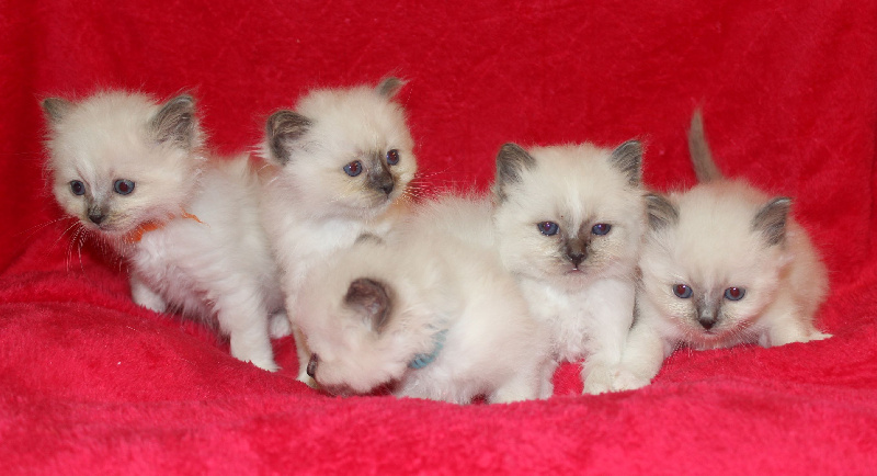 chaton Sacré de Birmanie du Normont