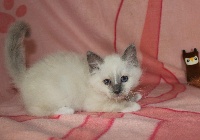 Chaton blue point