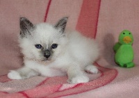 Chaton blue point