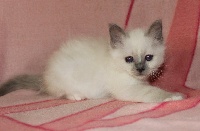 Chaton blue point