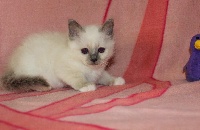 Chaton blue point