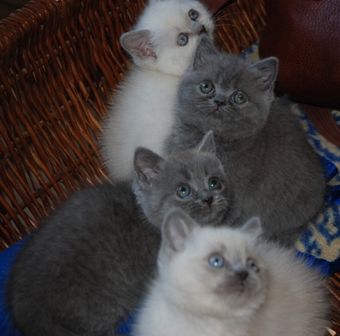 de la Chatoyance - British Shorthair et Longhair - Portée née le 17/10/2010