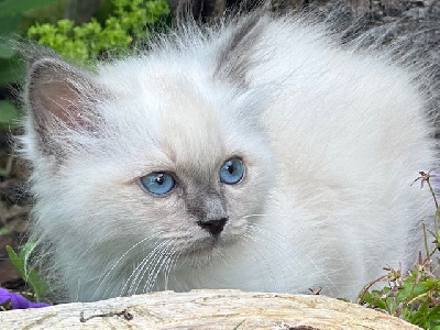 des Amours Birmanes - Chaton disponible  - Sacré de Birmanie