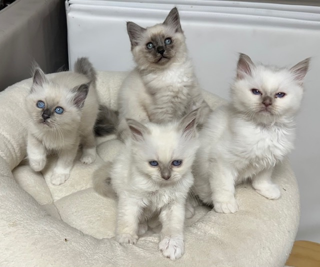 chaton Sacré de Birmanie des Amours Birmanes