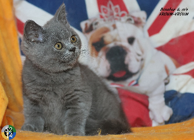 des Terres de la Serpenterie - Chaton disponible  - British Shorthair et Longhair