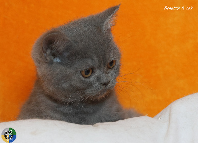 VAMPIRELLA - British Shorthair et Longhair