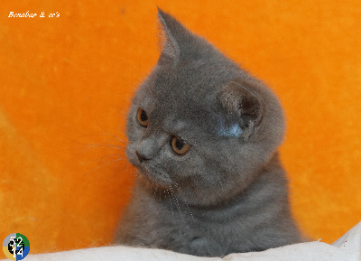 VAMPIRELLA - British Shorthair et Longhair