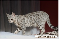 bali-bengal Silver dream