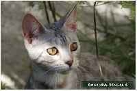 bali-bengal Silver dream