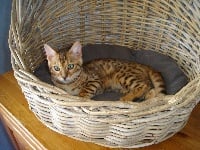 Wildtemptation Nala of citybengal