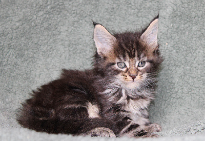 du Pays Angoumois - Chaton disponible  - Maine Coon