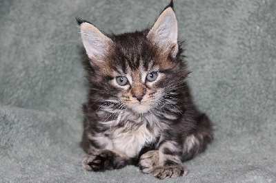 du Pays Angoumois - Chaton disponible  - Maine Coon