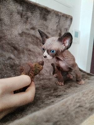 du temple d'Hamarkhis - Chaton disponible  - Sphynx