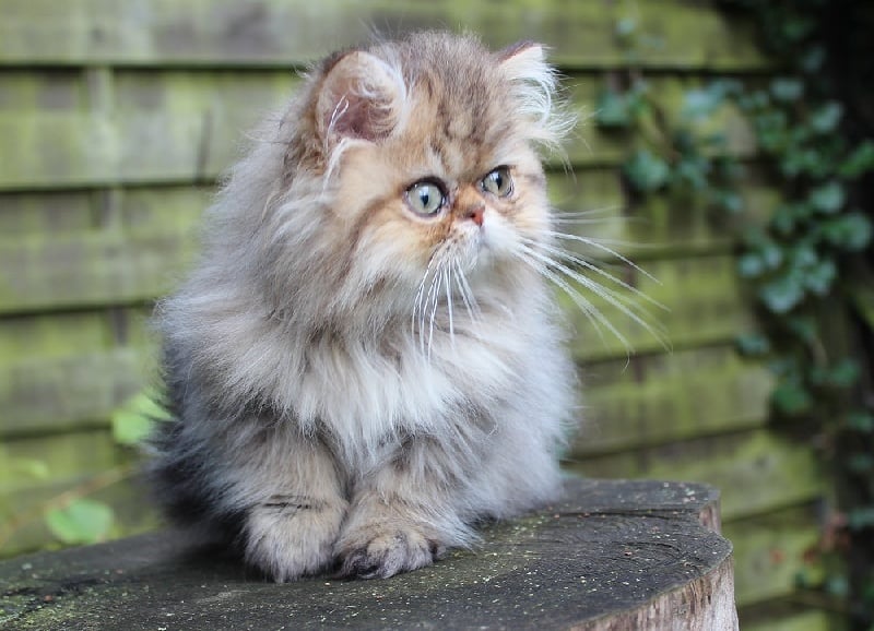 chaton Persan de l'Escavée