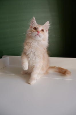 de beautycoon - Chaton disponible  - Maine Coon