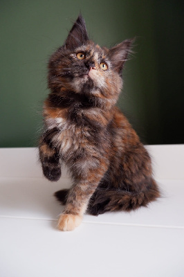 de beautycoon - Chaton disponible  - Maine Coon