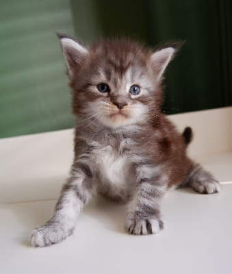 de beautycoon - Chaton disponible  - Maine Coon