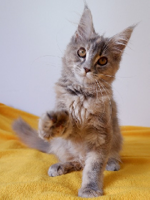 de beautycoon - Chaton disponible  - Maine Coon