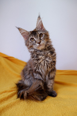 de beautycoon - Chaton disponible  - Maine Coon