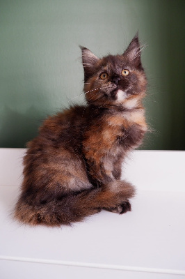 de beautycoon - Chaton disponible  - Maine Coon