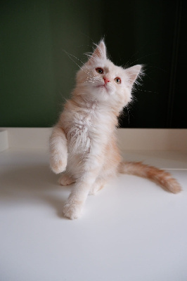 de beautycoon - Chaton disponible  - Maine Coon